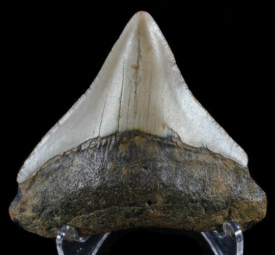 Juvenile Megalodon Tooth - North Carolina #59175